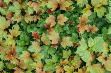 red, yellow and green autumnal leaves, seamless background clipart