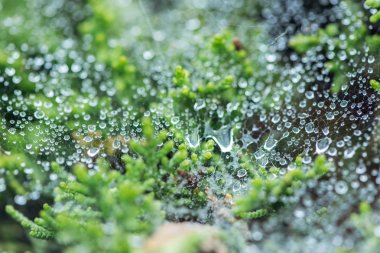 selective focus of water drops on surface near green plants clipart