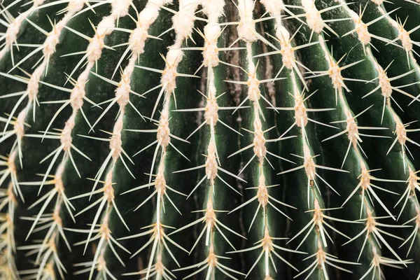 Vista Vicino Del Cactus Verde Con Aghi Gialli Affilati — Foto Stock