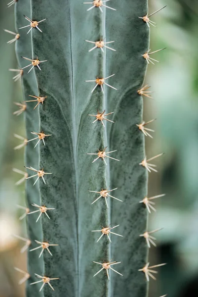 Vista Cerca Del Cactus Verde Con Pequeñas Agujas Amarillas — Foto de Stock