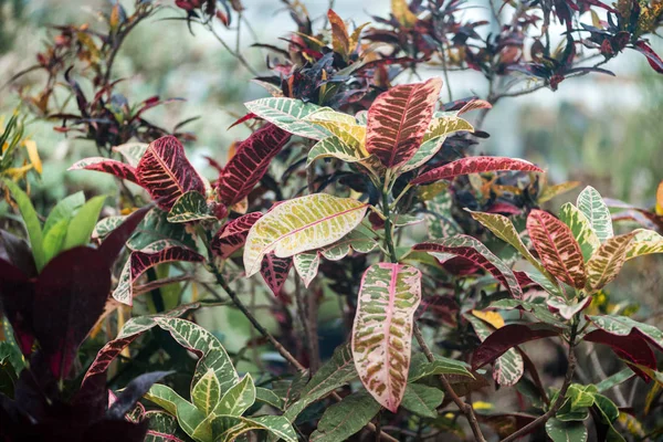 Plantes Aux Feuilles Texturées Exotiques Rouges Vertes — Photo