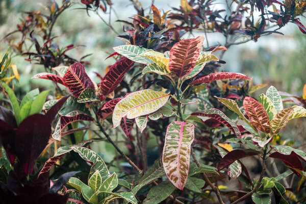 plants with red and green exotic textured leaves 