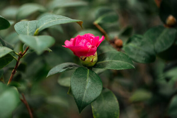 close up view of pink flower and green leaves on rose bush