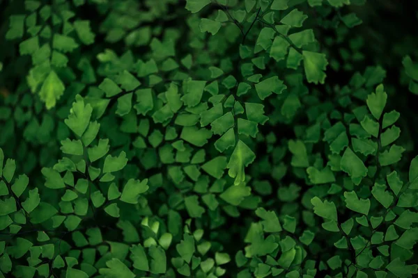 Green Fresh Bright Textured Leaves Branches — Stock Photo, Image