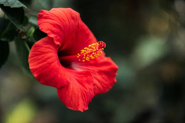 Bliska Widok Czerwonego Kwiatu Zielonych Liści Niewyraźne Tło — Zdjęcie stockowe