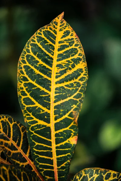 close up view of green and yellow exotic leaves 