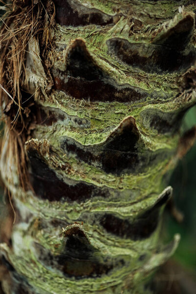 close up view of tree textured bark covered with moss