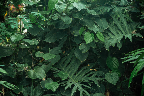 green exotic different leaves in botanical garden