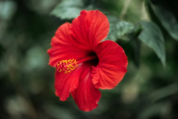 Vista Cerca Flor Roja Con Follaje Verde Sobre Fondo Borroso — Foto de Stock