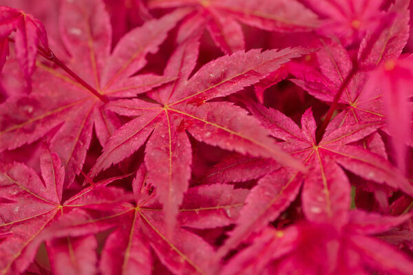 яркие и красочные красные листья экзотических растений
