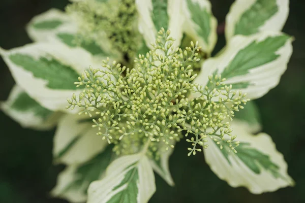 Κορυφαία Θέα Του Πράσινου Και Του Λευκού Εξωτικά Φυτά Επιλεκτική — Φωτογραφία Αρχείου
