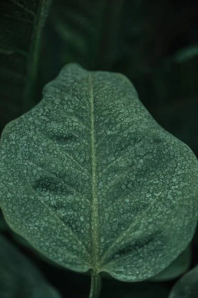 Close View Green Leaf Blurred Dark Background — Fotografie, imagine de stoc