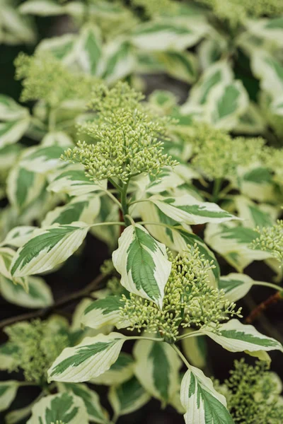 close up view of green and white leaves and flowers of exotic plant