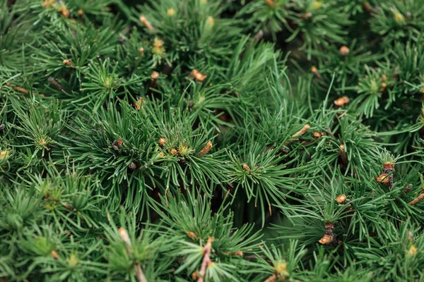 Close View Green Needles Fir Tree Sunshine — Stock Photo, Image