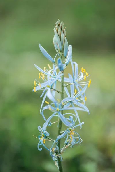 以蓝色和黄色花朵的异国情调植物的特写视图 — 图库照片