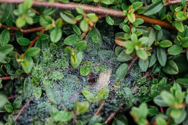 Vista Cerca Hojas Verdes Frescas Con Gotas Agua Las Ramas — Foto de Stock