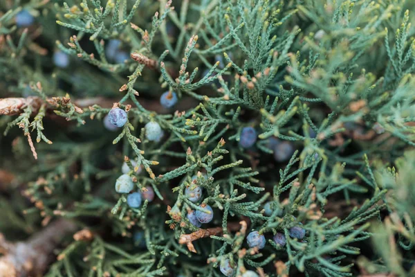 Close View Evergreen Tree Berries Branches — Stock Photo, Image