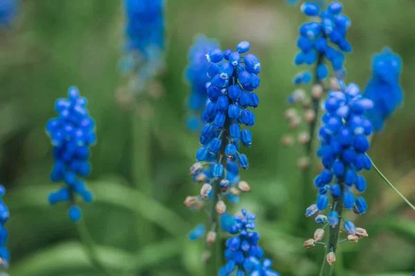 鲜艳的蓝色花朵和绿叶的选择性焦点 — 图库照片