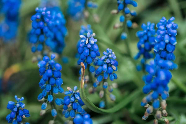 明るいカラフルな青い花と緑の葉のクローズアップビュー — ストック写真