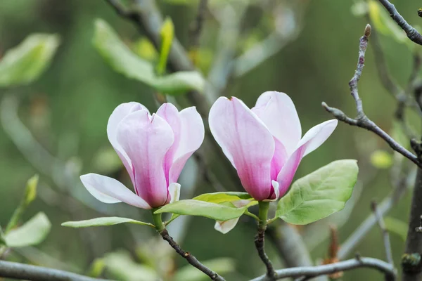 Vista Cerca Flores Rosadas Hojas Verdes Ramas Árboles —  Fotos de Stock