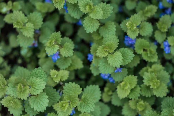 Vista Dall Alto Cespuglio Con Foglie Verdi Piccoli Fiori Blu — Foto Stock