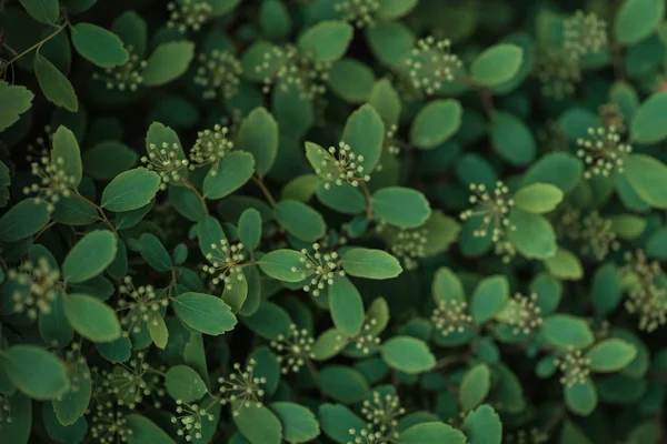 selective focus of green bush with small white flowers 
