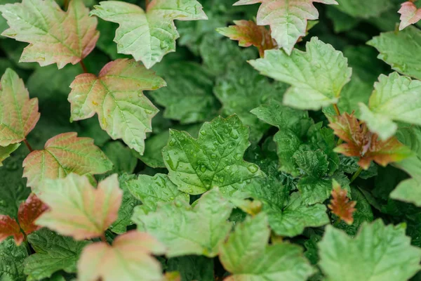 Vista Cerca Hojas Verdes Rojas Con Gotas Agua —  Fotos de Stock