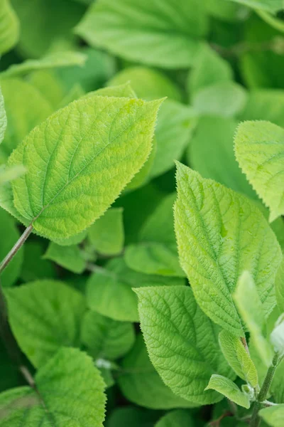 close up view of colorful green bright leaves