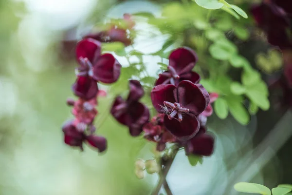 Vue Rapprochée Des Fleurs Violettes Sur Fond Flou — Photo
