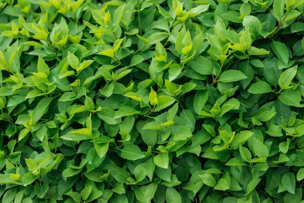 Grüne Bunte Blätter Auf Blühendem Strauch Nahtloser Hintergrund — Stockfoto