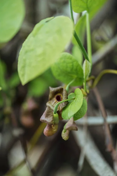 绿色植物与五颜六色的叶子的特写视图 — 图库照片