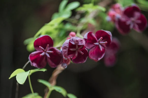 Närbild Lila Blommor Och Gröna Blad Suddig Bakgrund — Stockfoto