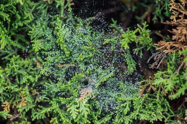 Focalisation Sélective Des Gouttes Eau Des Plantes Feuilles Persistantes — Photo