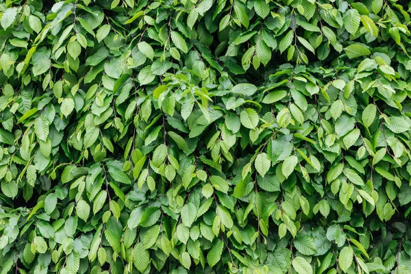 Green Colorful Leaves Bush Seamless Background — Stock Photo, Image