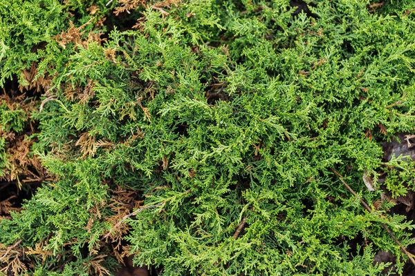 evergreen bush in sunlight, seamless background