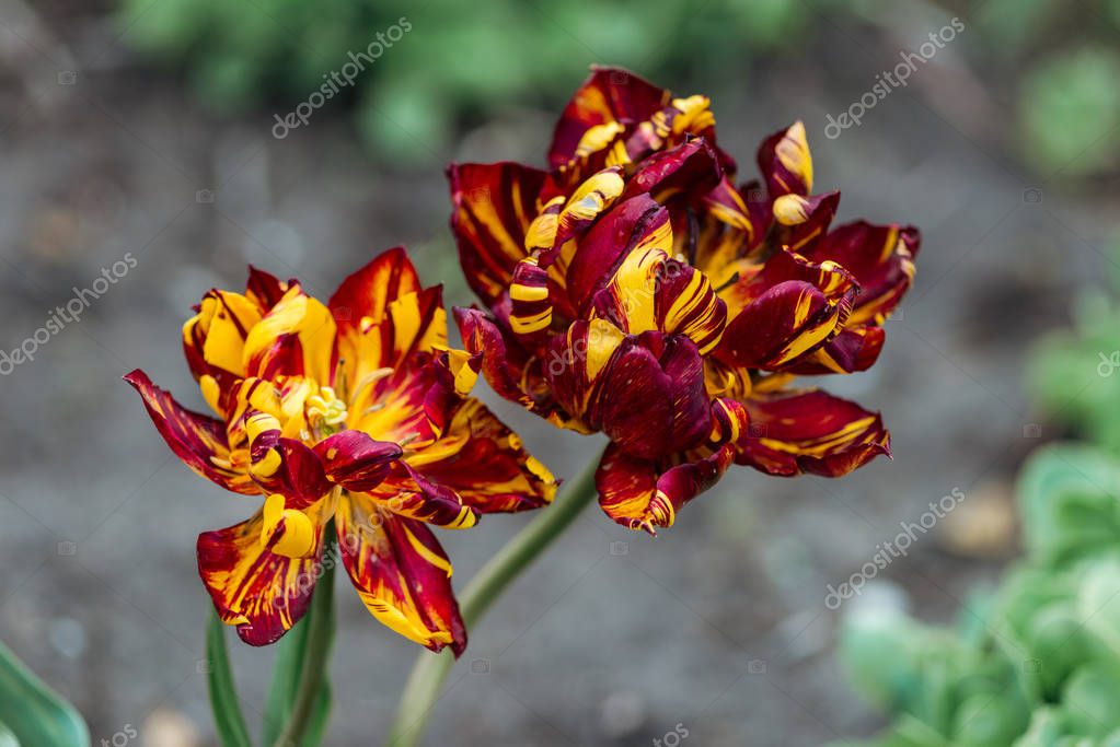 Close up view of bright red and yellow blossoming flowers
