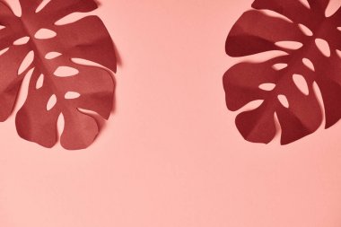 pembe arka plan üzerinde kağıt kesilmiş dokulu palmiye yaprakları üst görünümü