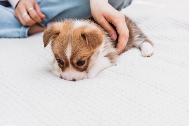 sevimli kabarık köpek yavrusu yakınında beyaz battaniye açık havada oturan genç kızın kırpılmış görünümü
