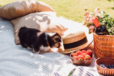 güneşli bir günde piknik hasır sepet, yastık ve hasır şapka ile beyaz battaniye sevimli köpek yavrusu