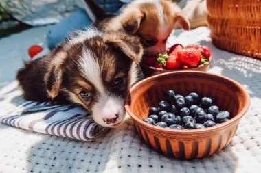 adorable puppies eating strawberries and blue berries together from bowls during picnic at sunny day clipart