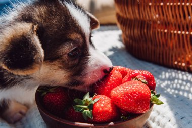 güneşli bir günde piknik sırasında kase olgun çilek yeme sevimli köpek yavrusu