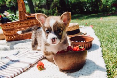 güneşli bir günde piknik sırasında kase dağılmış çilek ile oynayan sevimli köpek yavrusu