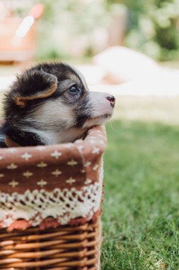 güneş ışığı ile yeşil yaz bahçesinde hasır kutusunda sevimli sevimli köpek yavrusu