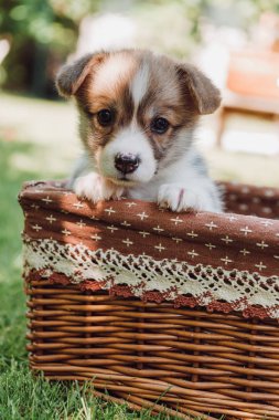 güneş ışığı ile yeşil yaz bahçesinde hasır kutusunda sevimli sevimli köpek yavrusu