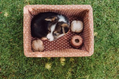 yeşil yaz bahçesinde iplik makaraları ile kutusunda sevimli köpek yavrusu üst görünümü