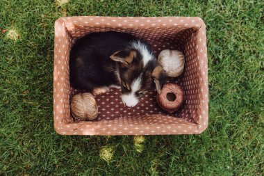 yeşil yaz bahçesinde iplik makaraları ile kutusunda sevimli sevimli köpek yavrusu üst görünümü
