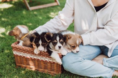 cropped view of girl sitting in green garden with crossed legs near wicker box with adorable puppies clipart