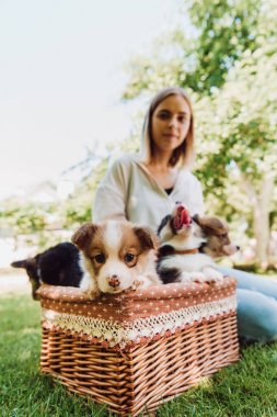 köpek yavruları ile hasır kutu yakınında yeşil bahçede oturan sarışın kız seçici odak