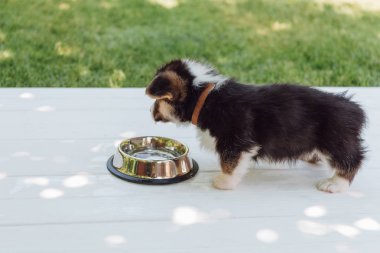 bahçede ahşap inşaat gümüş pet kase gelen sevimli köpek içme suyu