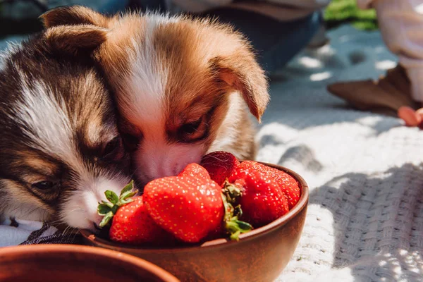 Adorable Puppies Eating Strawberries Together Bowl Picnic Sunny Day — Stock Photo, Image